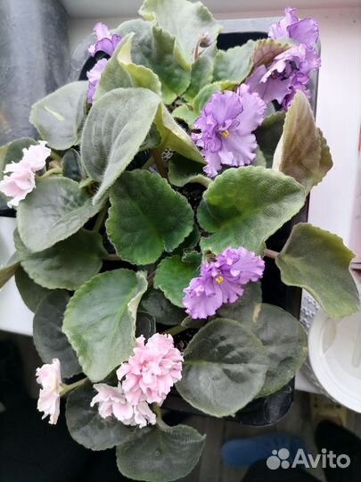 Цветущие фиалки