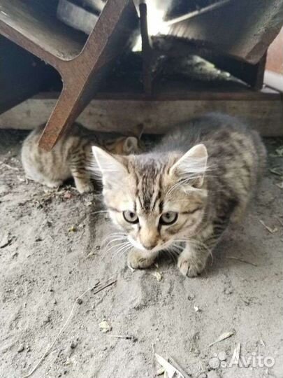 Кошка в дар