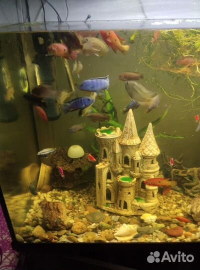 Аквариум 800л