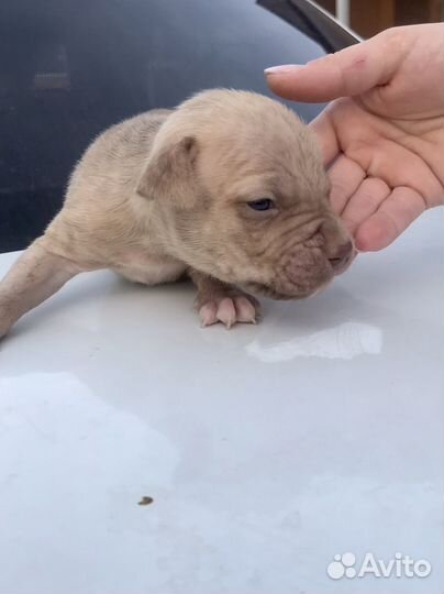 Щенки Американского питбультерьера