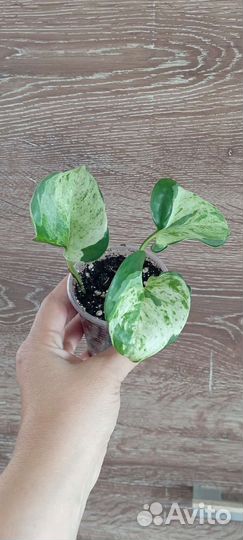 Сциндапсус эпипремнум