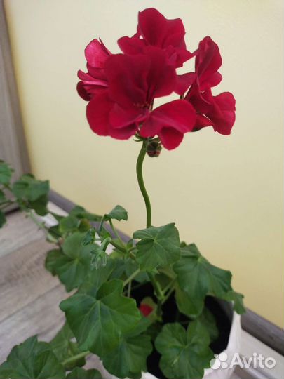 Пеларгония герань