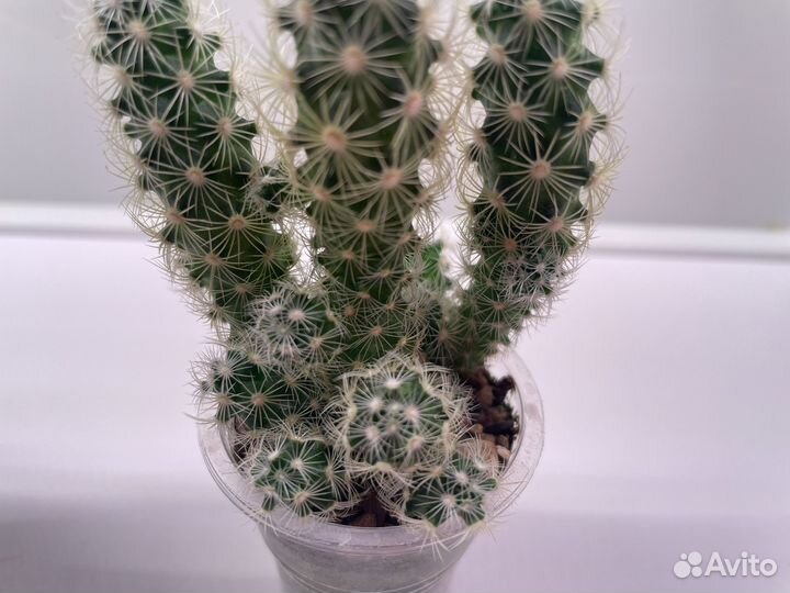 Кактусы Маммилярия и Опунция