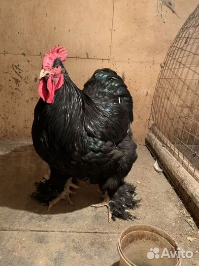 Петух кохинхин