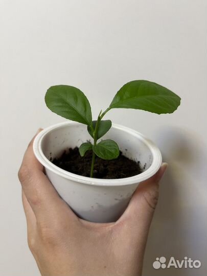 Лимон из косточки