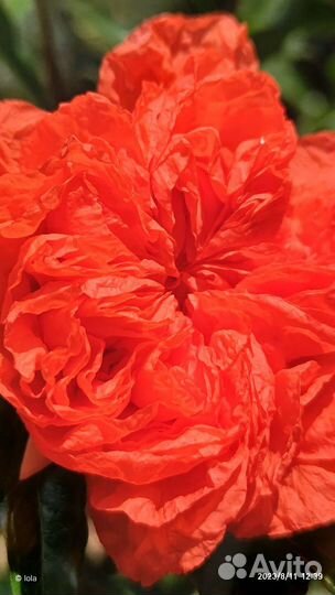 Гранат Punica Flore Pleno