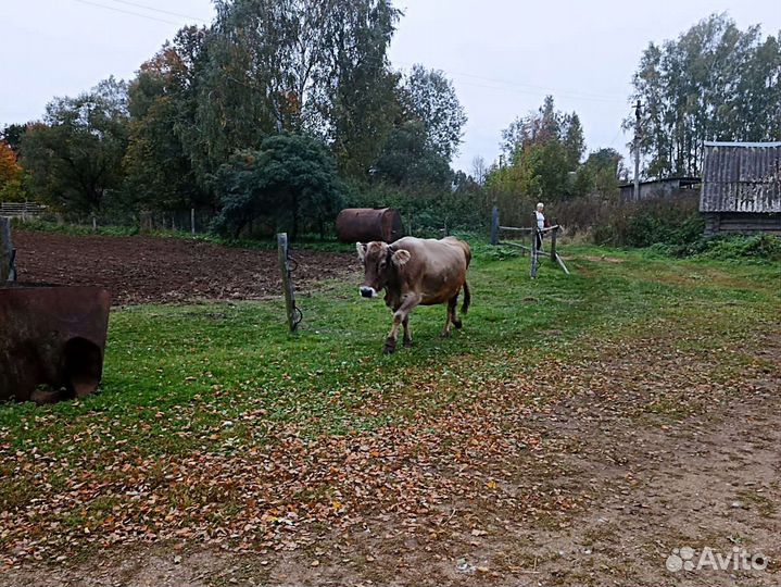 Продам коров