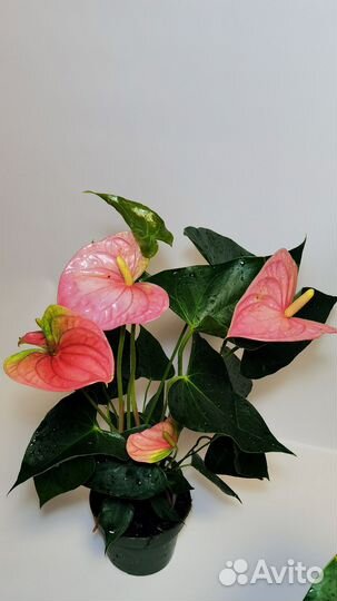 Антуриум гигант Колорадо, цветы на подарок