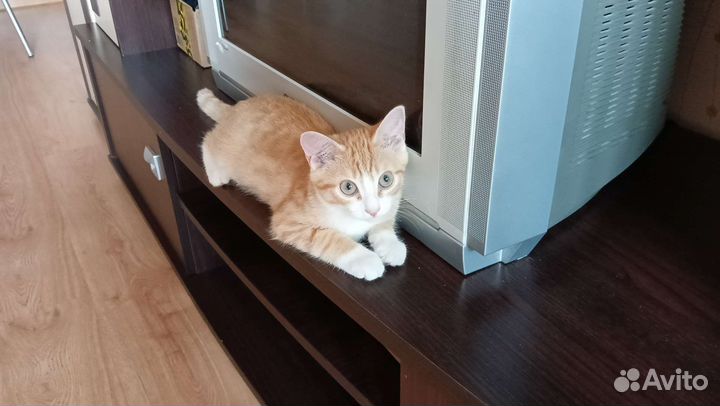 Котенок в добрые руки