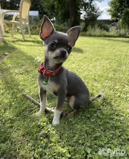 Вязка чихуахуа мини