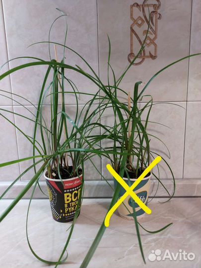 Зефирантес розовый, выскочка