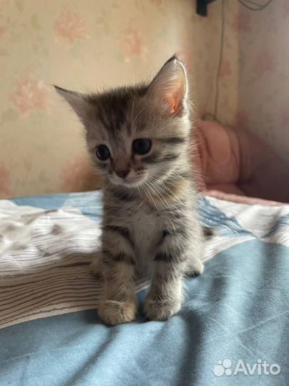 Котенок в добрые руки