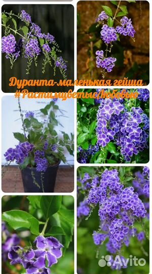 Руэллия Бриттона, стрептокарпелла, Дуранта
