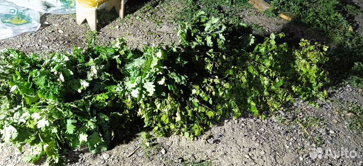 Веник для бани берёза/дуб