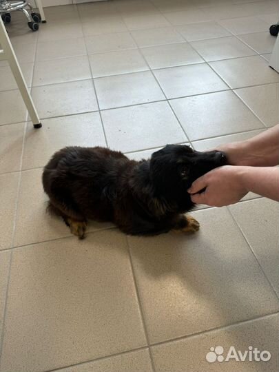 Щенки ищут дом