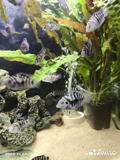 Аквариумные рыбки цихлиды