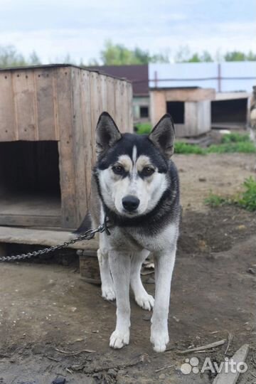 Собака ищет дом
