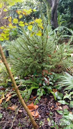 Ель новогодняя живая