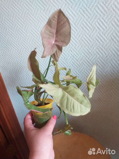 Сингониум Pink Neon (с розовыми листьями)