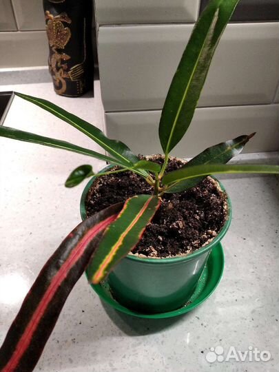 Кодиеум пестр.Victoria Golden Bell 