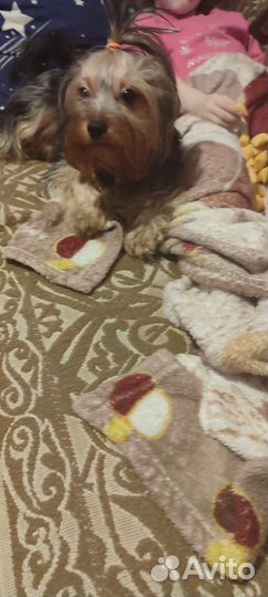 Йоркширский терьер девочка стандарт