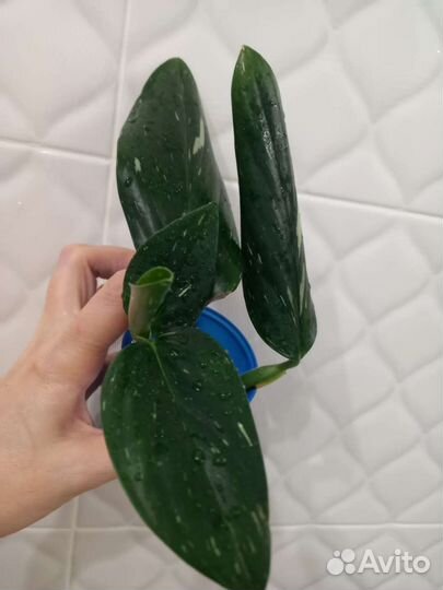 Филодендрон монстера каладиум