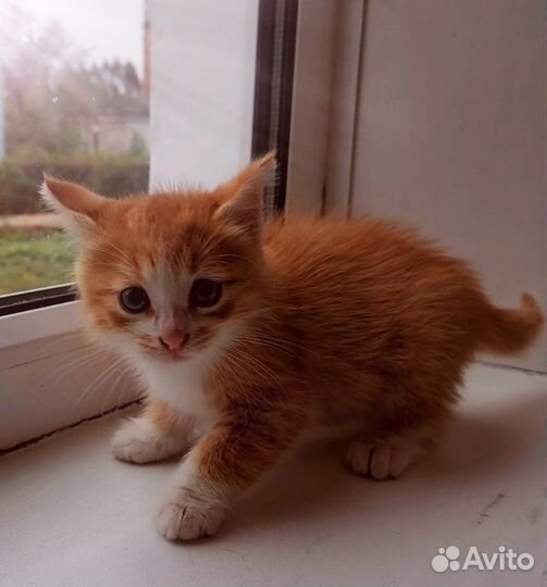 Котята мальчики