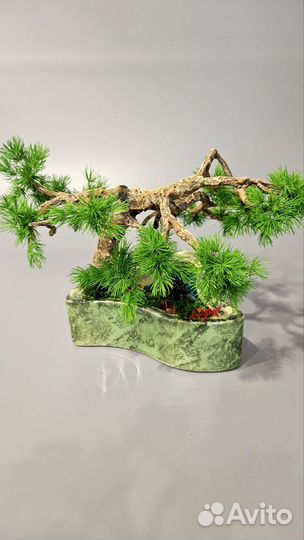 Продам Бонсай