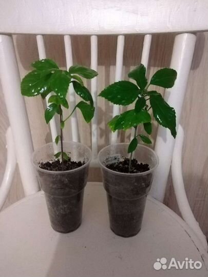 Гибискус Шизопеталус