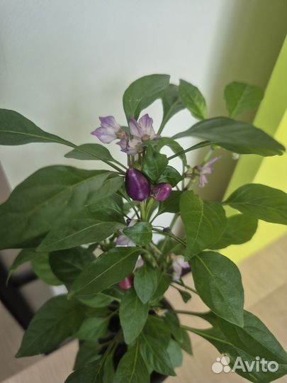 Перец декоративный