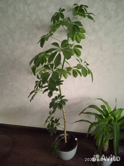 Продам Шифлеру