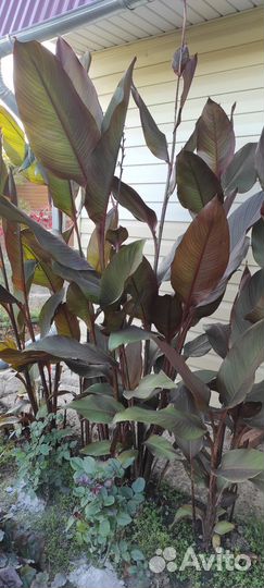 Клубни канны