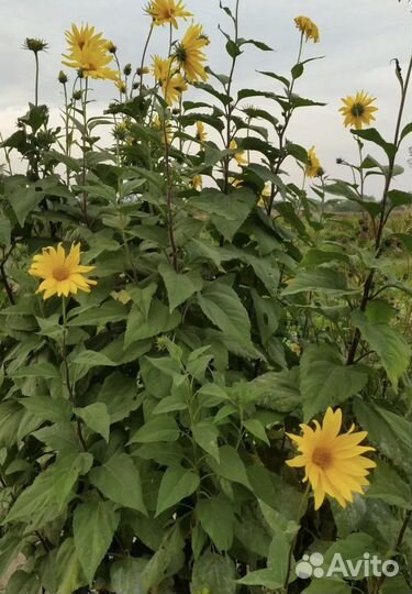 Топинамбур клубни