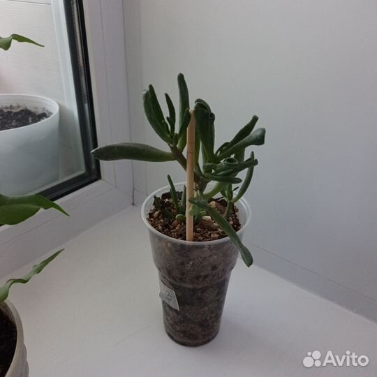 Толстянка хоббит