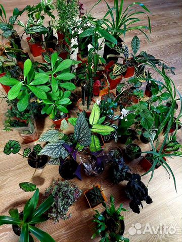 Домашние разные цветы