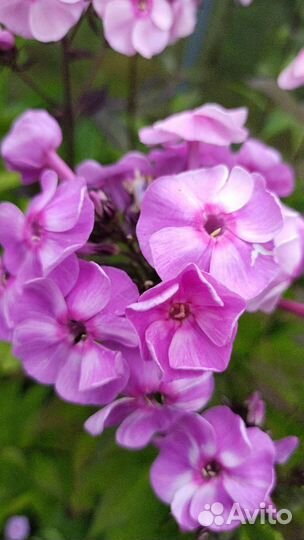 Многолетники для вашего сада