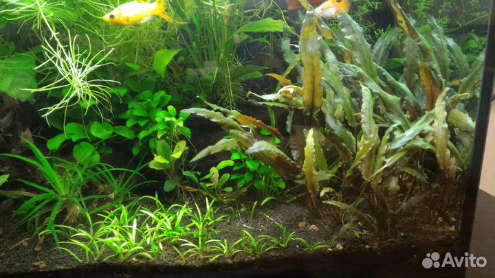 Аквариум Aquael Glossy 80