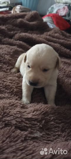 Щенки лабладора