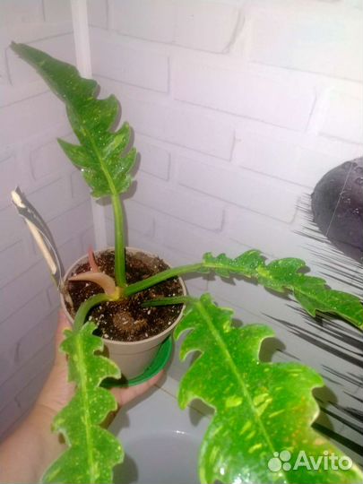 Комнатные цветы