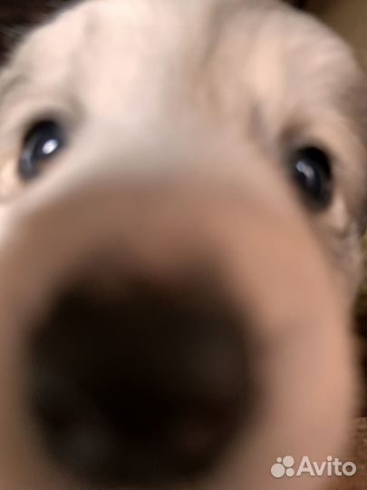 Щенки в добрые ручки