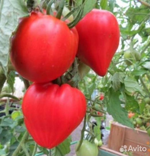 Сортовые семена томата