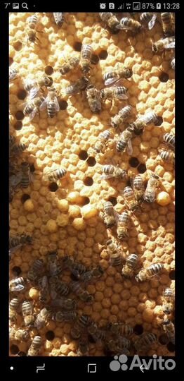 Пчело матки