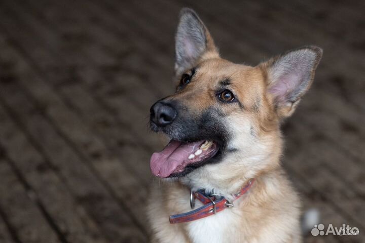 Отдаю собаку Лилу в дар