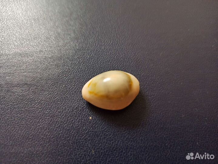 Морская раковина