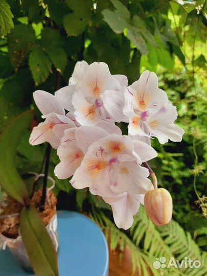 Орхидеи бабочки цвет