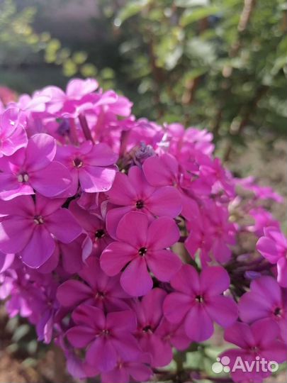 Флоксы, хризантем, монарда двух сортов