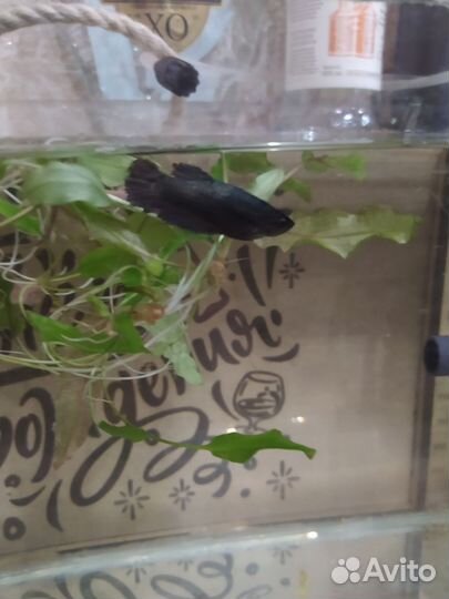 Самка петушка