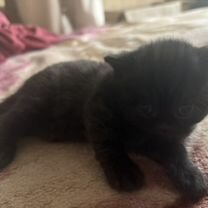 Шотландский прямоухий короткошёрстный котёнок