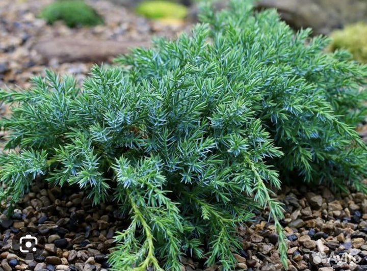 Можжевельник чешуйчатый Блю Карпет