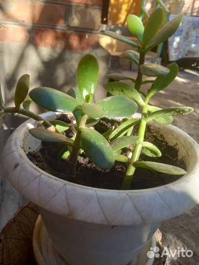 Денежное дерево толстянка крассула